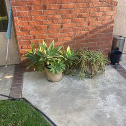 Plants