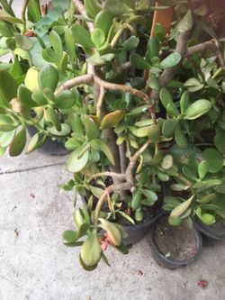 Planta de Jade