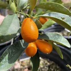 Kumquat Trees- Grapefruit Trees- Calamondin Trees- Lemon Trees- Lime Trees- Orange Trees- Tangerine Trees- 5 Gallon Size 