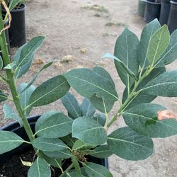 Bay Leaf Plant In 5 Gallon Containers 12$ Each
