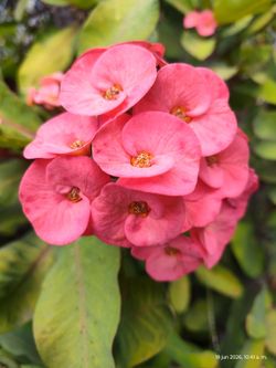 Corona de cristo crown sthorn plant