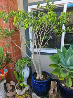 🌿6.5ft Ficus Bonsai Tree in Premium Ceramic Planter – Statement Piece