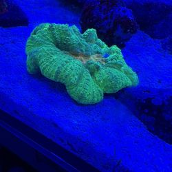 Fake Coral Frag 