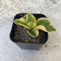 2 Inch Pot Succulent Plant - Crassula Sarmentosa Variegated - Comet - Rooted & Established - Drought Resistant - 🪴 Perfect Baby & Wedding Shower Favo