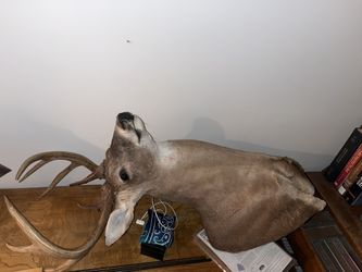 Taxidermy