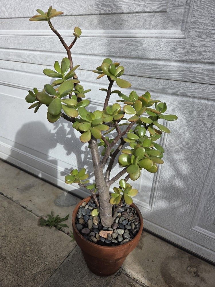 Jade Plant