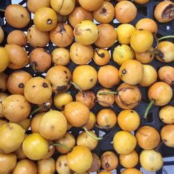 Lemondrop Mangosteen  Trees  3gal  
