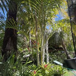 Dypsis Lafazmanga In 5G….nicest Palm Grown Coastal