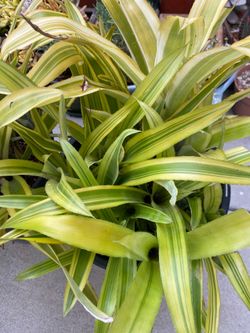 Variegated bromeliads