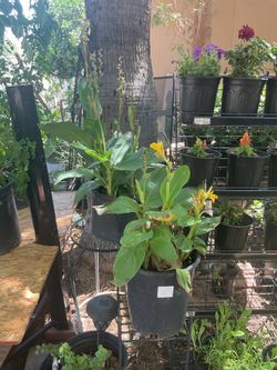 Yellow canna Lily plants