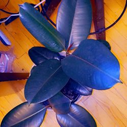 Huge Burgundy Ficus Tree Plant