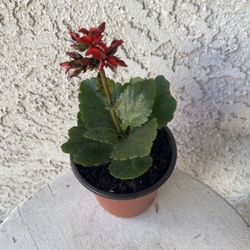 4 Inch Pot Succulent Plant - Kalanchoe Crenata - Neverdie - Rooted & Established - Beautiful Red Flowers - Drought Resistant- Indoor / Outdoor 🌸 