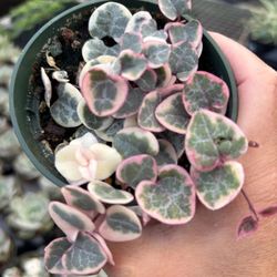 Variegated String Of Hearts 🪴🩷🤍