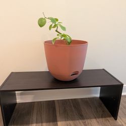 Pending Pickup - Free Edible Malabar Spinach - Trimmed For Easier Transport, 12" Self-watering Pot 