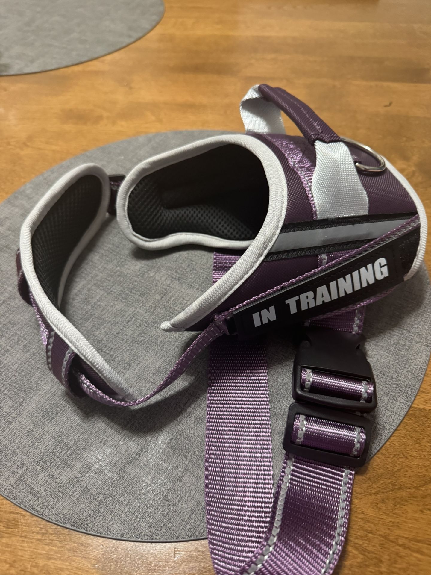 Dog In Training Harness