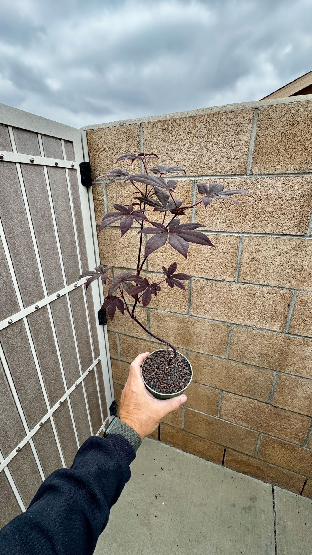 japanese red maple tree in 4” container $20