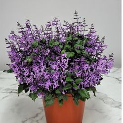 Mona Lavander Plant In 1gal On Sale 