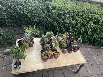Plants super sale! 🌱🌵🪻