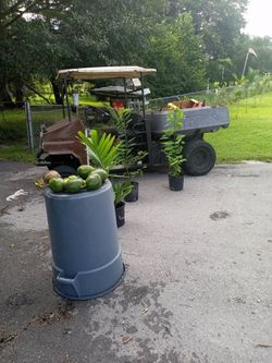 Matas Anon Guanavana  20 Peso Aguacate4x5