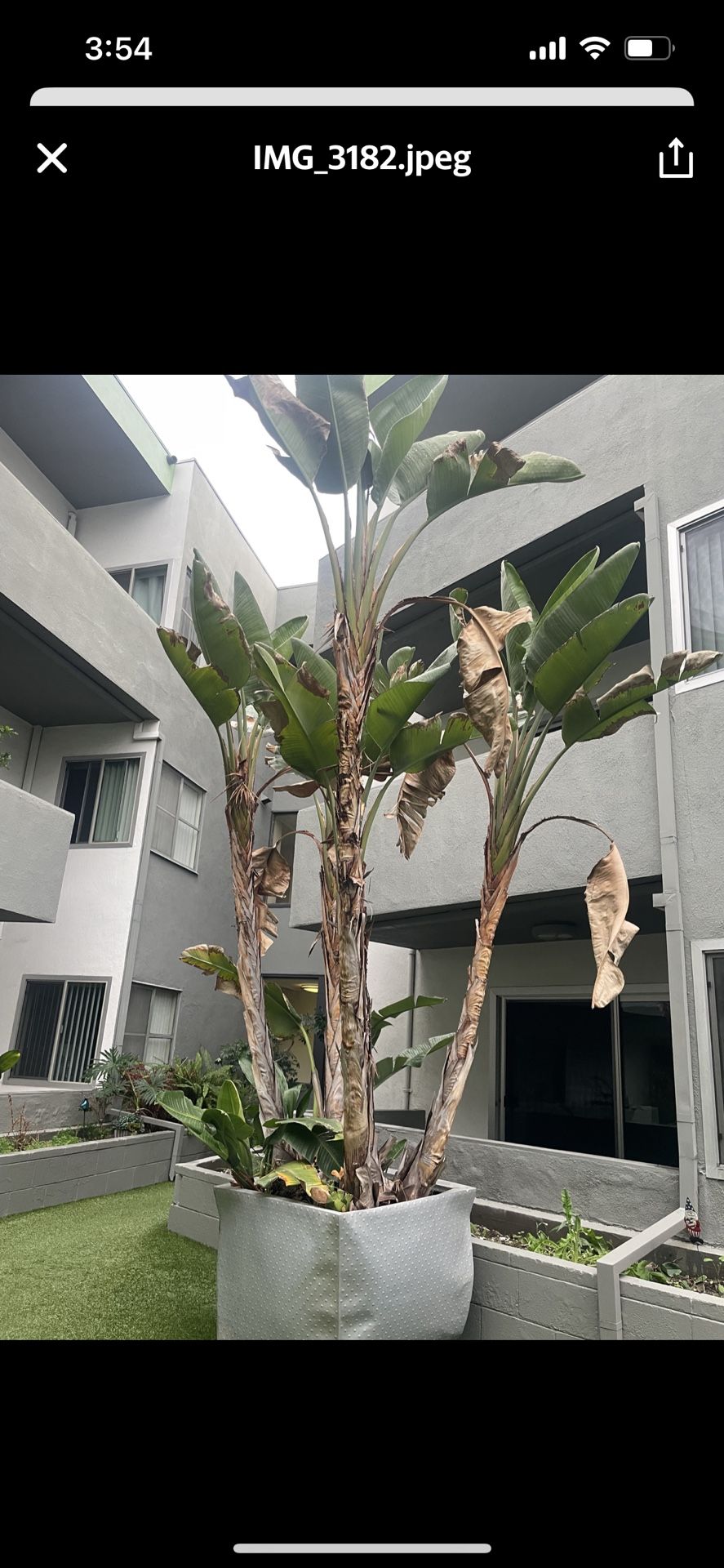 2 Bird Of Paradise Plants