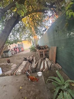Miniature roosters for sale