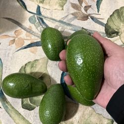 Beautiful Organic Avocados