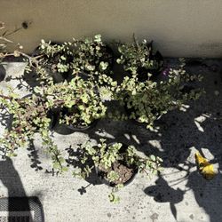 Succulent Plants 5.00 Each 