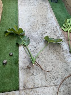 $15 Monstera Deliciosa with Air roots / cuttings. Pick up in El Monte