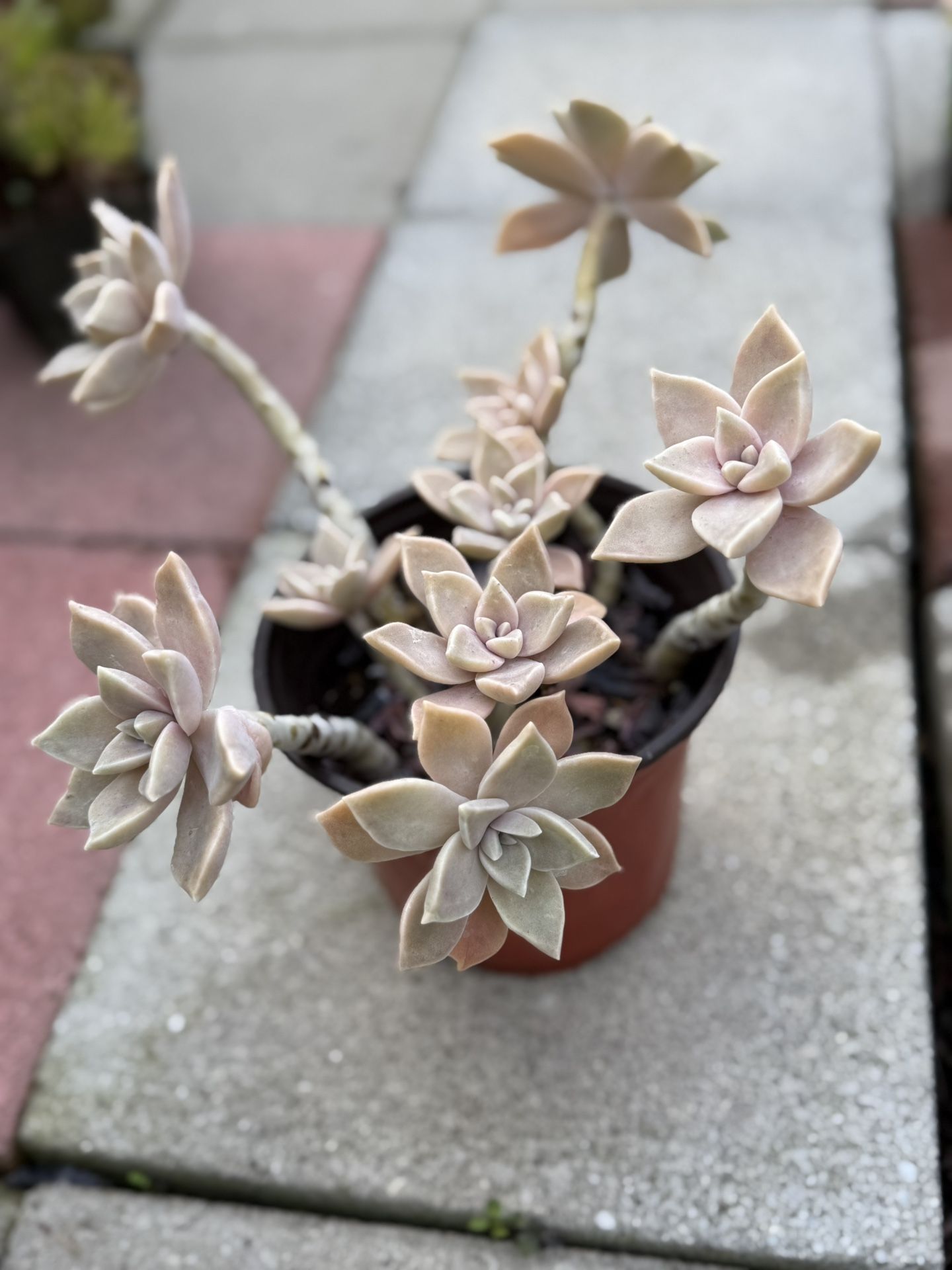 Succulent Plant 6” Pot