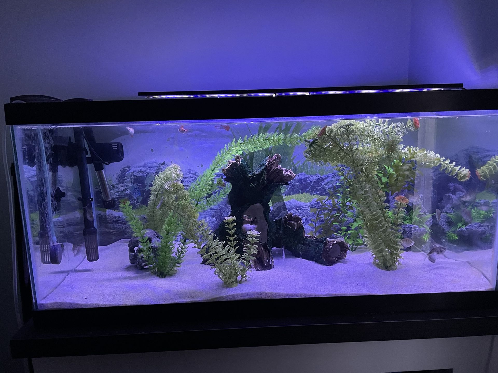 40 Gallon Fish Tank.
