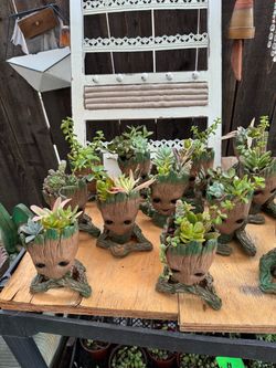 GROOT Planters with live Succulents