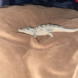 Crocodile