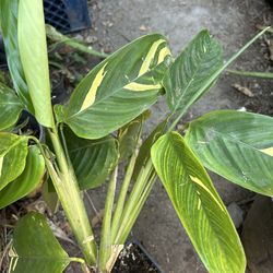 Planta natural