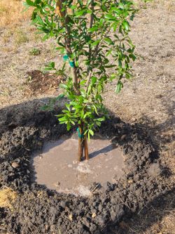 Oak Trees For Sale