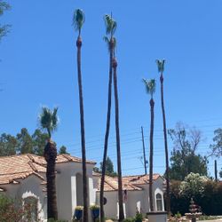 palm tree trimming 