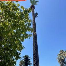 palm tree