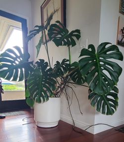 Large Monstera Philodendron Plant With Pot