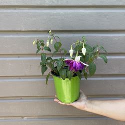 Dark Purple Fucshia Plant In One Gallon Pot