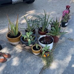 Plants