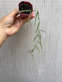2” hoya linearis