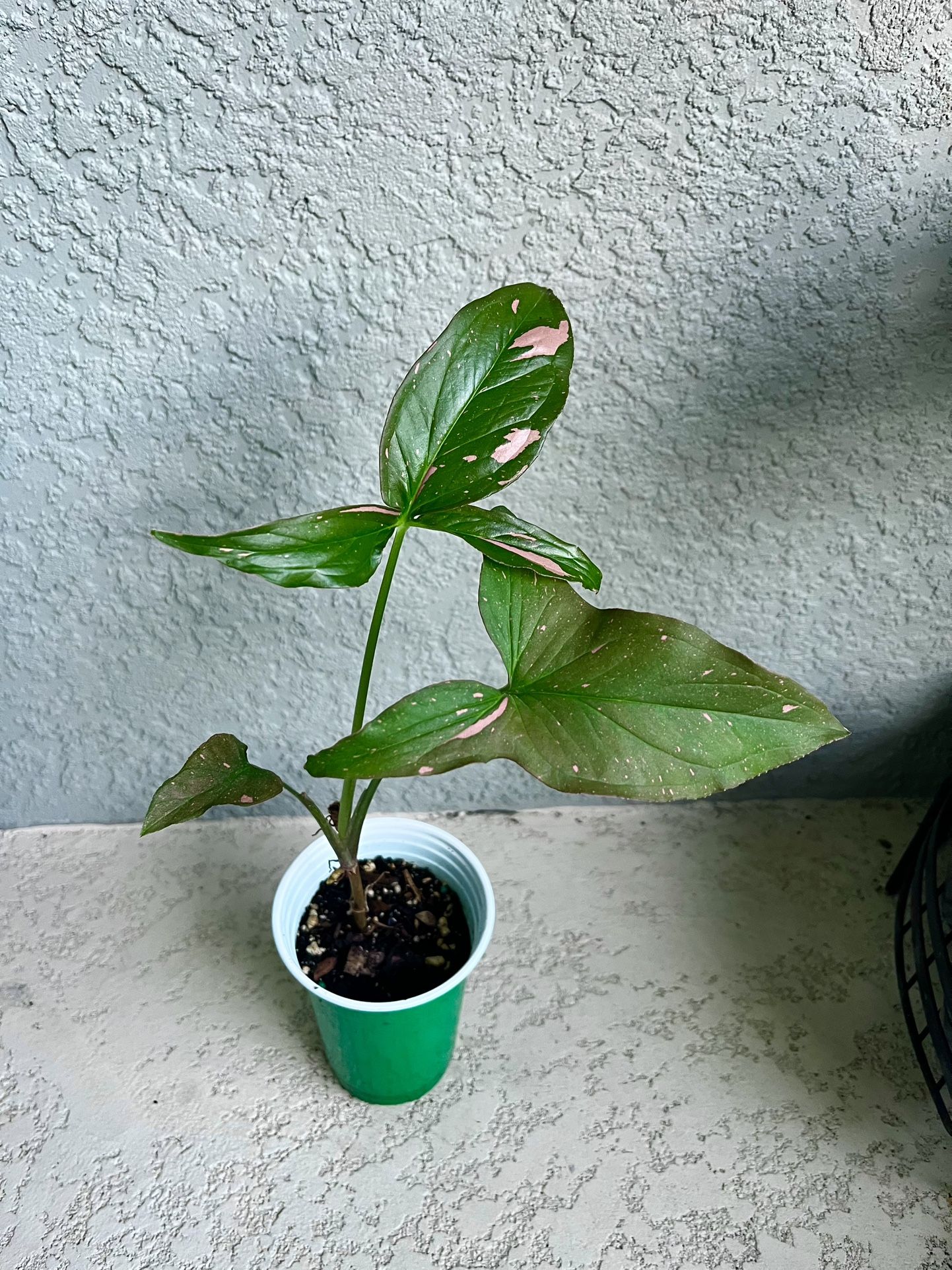 Syngonium Pink Splash Plant