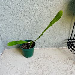 Orchid  Cactus  Plant 