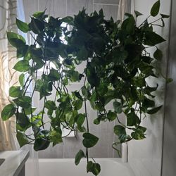 Extra Long Pothos Plants $35 Each 