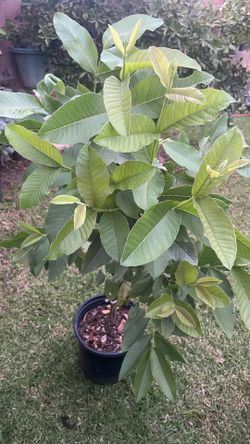 Guayaba Tengo Blanca Y Rosita