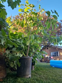 8' chirimoya tree with 30 fruits on it