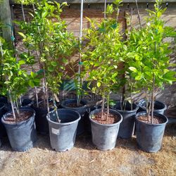 Eureka Lemon Fruit Tree - 4 ft