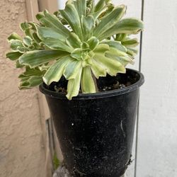 Succulent plants 🪷