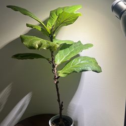 Fiddle Leaf Fig Plant