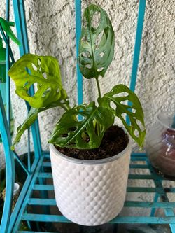 Swiss cheese plant Monstera adansonii