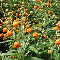 Orange ball Butterfly Bush